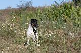 FOX TERRIER POIL LISSE 050